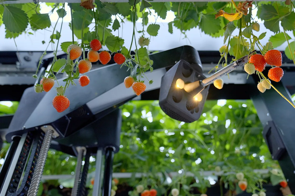 Tortuga bots in Oishii farms